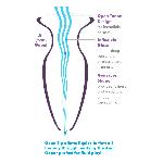 AFE plug anal Beginners Anal Gaper