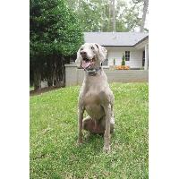 anti-aboiement anti-aboiement