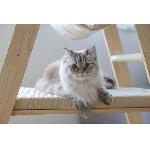 Arbre A Chat Arbre a chat 134 cm - LADDER - KERBL - Bois massif - 3 options de repos