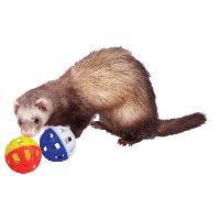 Balles en plastique avec grelot compatible avec furet Balles en plastique avec grelot compatible avec furet