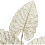 Branchage - 5 feuilles ajourees - 80 cm - Or