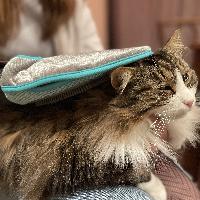 brosse-gant-de-brossage-carde brosse-gant-de-brossage-carde