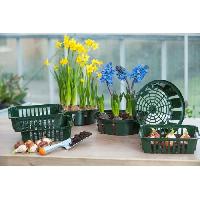 bulbe-a-planter-oignon-a-planter