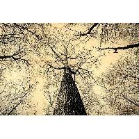 Carterie - Correspondance 12x Carte Postale Bois Arbres Noir Et Blanc