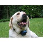 Anti-aboiement Collier anti aboiement NUM'AXES CANICALM - Possibilite d'inhiber les stimulations electrostatiques