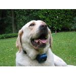 Anti-aboiement Collier anti aboiement NUM'AXES CANICALM - Possibilite d'inhiber les stimulations electrostatiques