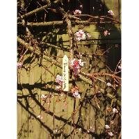 etiquette-plante-marque-plante