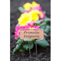 etiquette-plante-marque-plante