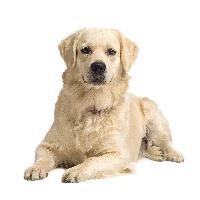 filet-grille-de-protection