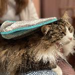 Brosse - Gant De Brossage - Carde gant de toilettage 2en1 - Fidelami