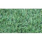 Gazon Artificiel Gazon synthetique artificiel - 30 mm - 1 x 3 m - Vert naturel - Composition en PP