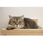 Corbeille - Panier - Coussin - Hamac Hamac mural pour chats - KERBL - TIMBER - 38 x 33.5 x 16 cm - Bois massif - Tissu peluche