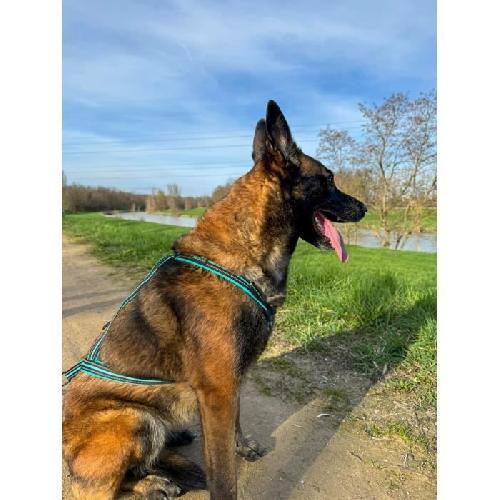 Harnais Animal Harnais de traction pour chien - OLYMPIA - L - Type X-back - Bleu