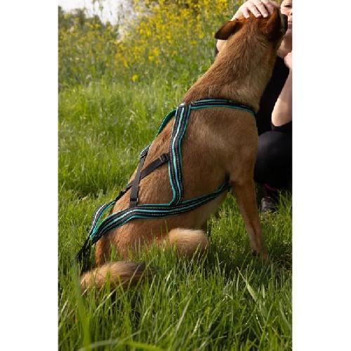 Harnais Animal Harnais de traction pour chien - OLYMPIA - XL - Type X-back - Bleu