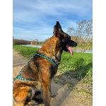 Harnais Animal Harnais de traction pour chien - OLYMPIA - XS - Type X-back - Bleu