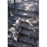 Harnais Animal Harnais de traction pour chien - OLYMPIA - XXS - Type X-back - Bleu