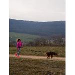 Harnais Animal Harnais pour chien - SYMBIOZ - L - Noir - Bleu