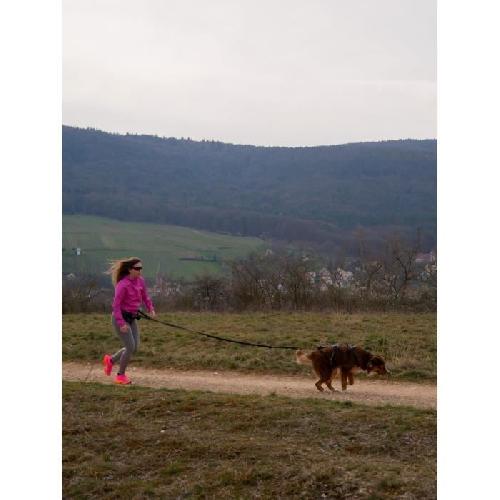 Harnais Animal Harnais pour chien - SYMBIOZ - L - Noir - Bleu