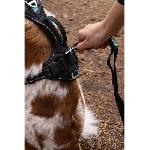 Harnais Animal Harnais pour chien - SYMBIOZ - S - Noir - Bleu