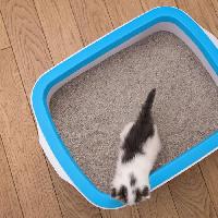 hygiene-litiere-dejections hygiene-litiere-dejections