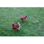 Filet - Grille  De Protection KERBL - Filet de protection - Maille 60 mm - 10 x 5 m - Noir - Pour volaille