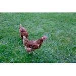 Filet - Grille  De Protection KERBL - Filet de protection - Maille 60 mm - 10 x 5 m - Noir - Pour volaille