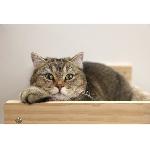Corbeille - Panier - Coussin - Hamac KERBL - Hamac mural pour chats - TIMBER - 38 x 33.5 x 16 cm - Bois massif - Tissu peluche