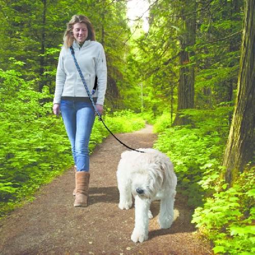 Laisse - Sangle - Accouple Laisse mains libres - KURGO - QUANTUM - 6 positions - 120 a 180 cm - Bleu