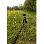 Longe - Licol Longe de traction pour chien - CLASSICA - XL - 2.4 m - Chiens jusqu'a 25 kg