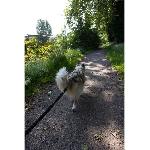 Longe - Licol Longe de traction pour chien - INTENSIA - XL - 2.4 m - Chien +25 kg - Noir