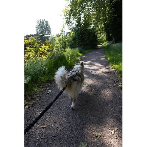 Longe - Licol Longe de traction pour chien - INTENSIA - XL - 2.4 m - Chien +25 kg - Noir