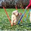 Materiel D'entrainement - Agility TRIXIE Piquets de slalom pour parcours d'agilité 115 cm 12 pcs Plastique