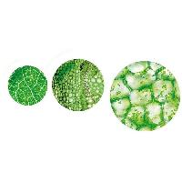 microscope microscope