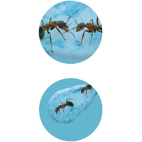 Decouverte Nature - Decouverte Animaux - Decouverte Insectes Mini monde des fourmis - Jeu educatif - Jeu decouverte - BUKI