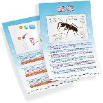 Decouverte Nature - Decouverte Animaux - Decouverte Insectes Mini monde des fourmis - Jeu educatif - Jeu decouverte - BUKI