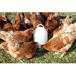 Distributeur D'aliment Nourrisseur plastique poules - KERBL - 24 cm - Ø30 cm - 2.5 kg - Blanc / Vert