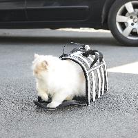 Panier - Sac De Transport sac de transport leger L - Fidelami Panier - Sac De Transport sac de transport leger L - Fidelami