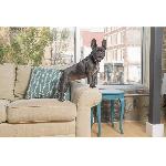 Anti-aboiement PetSafe - Collier anti aboiement rechargeable Lite. Etanche. Reduit les aboiements chez les chiens timides + de 3.6 Kg