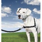 Harnais Animal PetSafe - Harnais Easy Walk avec boucle Anti-Traction et laisse de 1.8 m. Confortable. 4 points de Reglage. Resistant - Noir - M