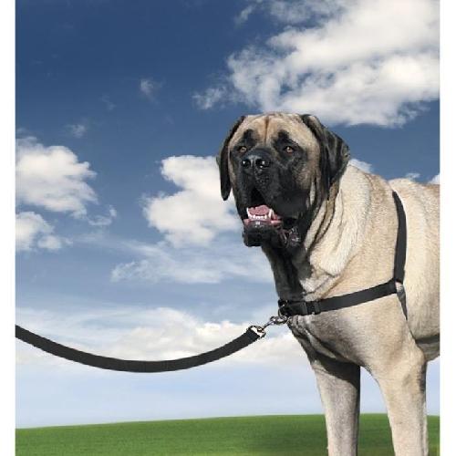 Harnais Animal PetSafe - Harnais Easy Walk avec boucle Anti-Traction et laisse de 1.8 m. Confortable. 4 points de Reglage. Resistant - Noir - XL