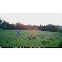 piege-photographique-piege-a-photo-piege-a-video