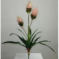 plante-poussee plante-poussee