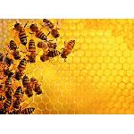 Puzzle Puzzle 1000 pieces - La ruche aux abeilles - Ravensburger - Animaux - Adultes et enfants des 14 ans