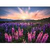 Puzzle Puzzle 500 pieces Les lupins (Nature edition) - Ravensburger - Paysage et nature - Adultes et enfants des 12 ans