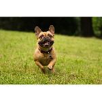 Repulsif - Attractif Repulsif anti-tiques et puces - TICKLESS PET - Pile - Noir