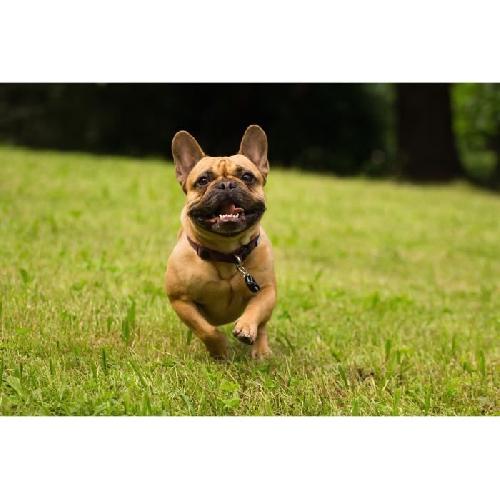 Repulsif - Attractif Repulsif anti-tiques et puces - TICKLESS PET - Pile - Noir