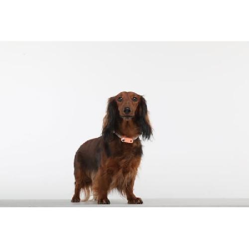 Repulsif - Attractif Repulsif ultrason chien - TICKLESS MINI DOGetCAT - Protection tiques et puces - Hot Peach