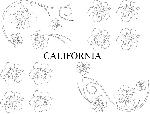 Stickers Monocouleurs Set Adhesifs -ELEMENT CALIFORNIA- Blanc - Car Deco