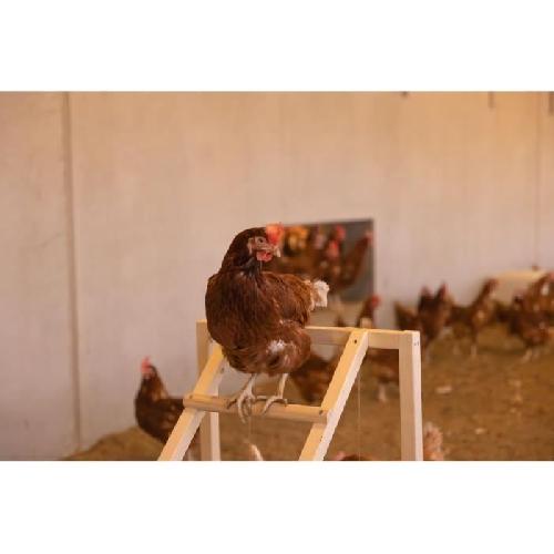 Perchoir Tour d'escalade pour poules - KERBL - 85 x 55 x 76 cm - Avec balançoire - Echelle robuste