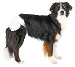 Culotte Hygienique - Couche - Incontinence - Protection Menstruelle - Chaleurs TRIXIE Couches pour chiens taille L